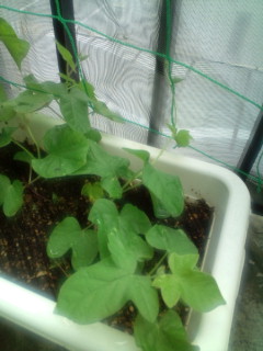 20110709082828.jpg