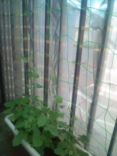 20110711074526.jpg