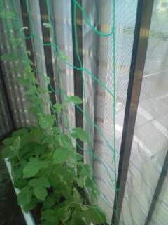 20110716072054.jpg