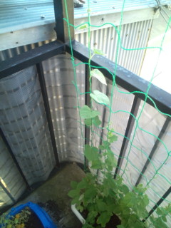 20110717072445.jpg