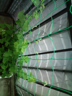 20110718103925.jpg