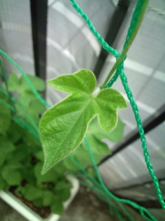 20110718104020.jpg