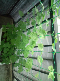 20110725073330.jpg