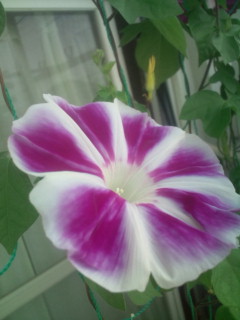 20110814081718.jpg