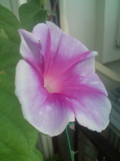 20110814081940.jpg
