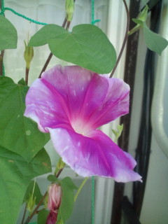 20110815071347.jpg