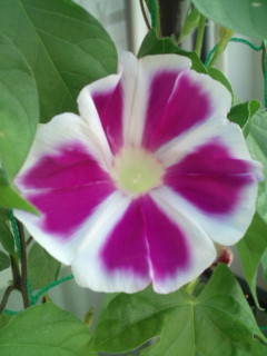20110816072750.jpg