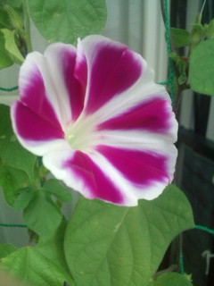 20110817071307.jpg