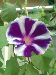 20110817071510.jpg