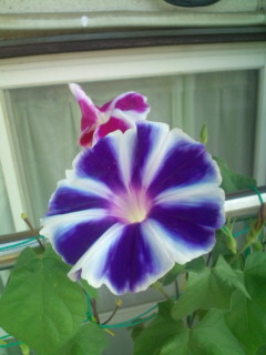 20110818075713.jpg