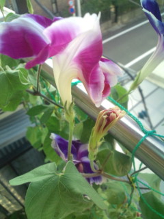 20110818075806.jpg
