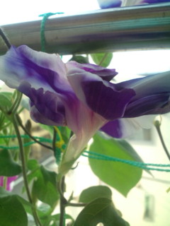 20110818075941.jpg