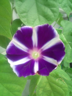 20110819081718.jpg