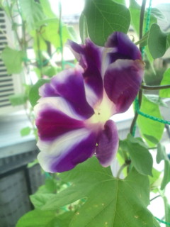 20110819081748.jpg