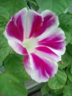 20110820065738.jpg