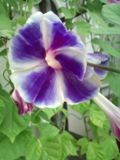 20110820065841.jpg