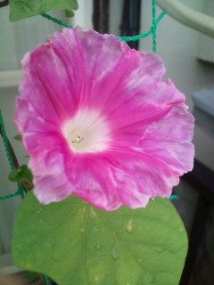 20110820070004.jpg