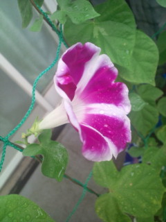 20110821092516.jpg