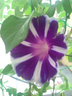 20110821092645.jpg