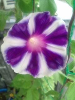 20110823071538.jpg