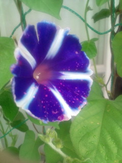 20110823071557.jpg