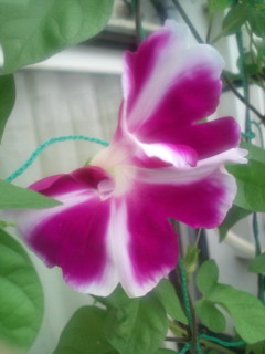 20110823071614.jpg
