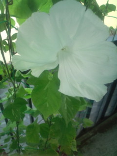 20110826070254.jpg