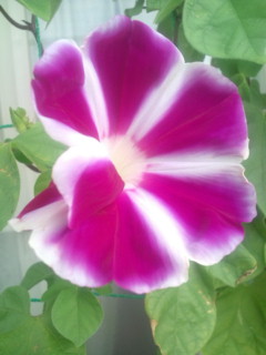 20110826070339.jpg