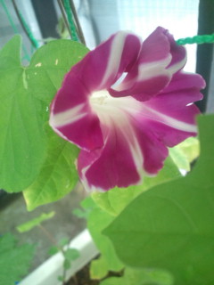 20110827075620.jpg