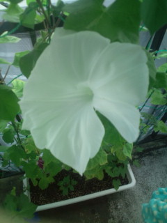 20110827075726.jpg