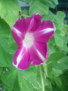 20110827075909.jpg