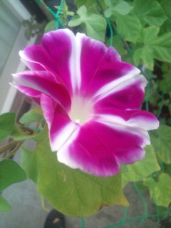20110829064114.jpg