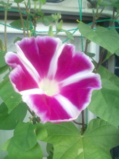 20110829064620.jpg