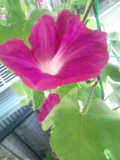 20110829064438.jpg