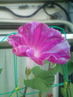 20110829064652.jpg