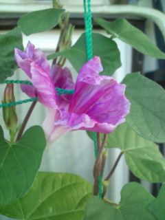 20110830063959.jpg