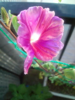 20110831063506.jpg