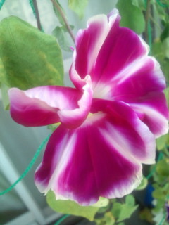 20110831063252.jpg