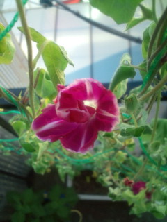20110831063324.jpg