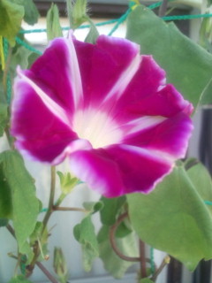20110831063543.jpg