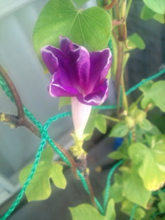 20110913065555.jpg