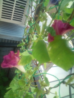 20110914074355.jpg