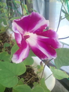 20110915074124.jpg