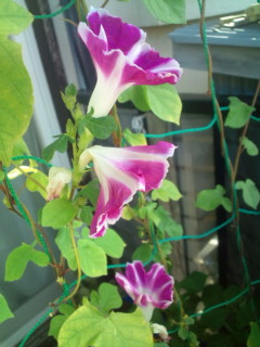 20110916070821.jpg
