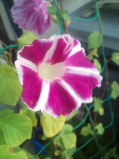 20110917072035.jpg
