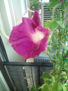 20110917072404.jpg