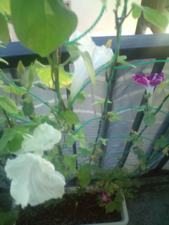 20110918075645.jpg