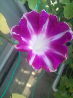 20110918075227.jpg