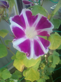 20110918075404.jpg