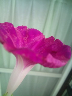 20110925081213.jpg